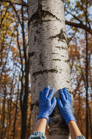 Hands in blue rubber latex disposable gloves lie on a birch trunk close-up