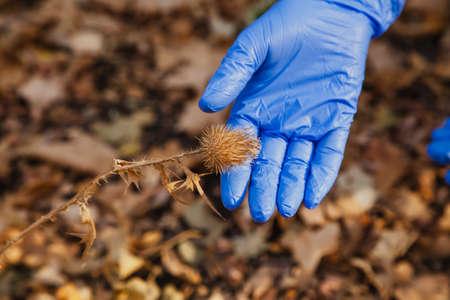 Hand in blue rubber latex disposable glove touching dry prickly thistle close up