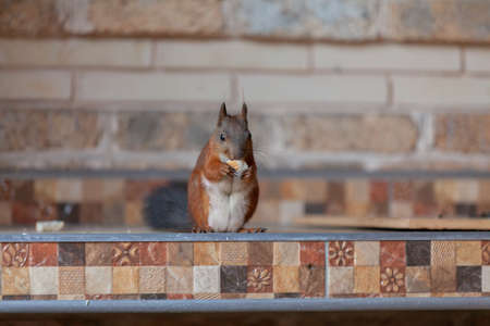 Protein and bread. Red squirrel with a white tail sits against a brick wall and gnaws a piece of...