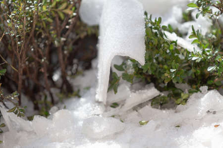 piece of ice of an unusual curved shape lies between green boxwood bushes close-upの写真素材