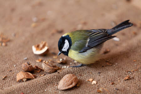 Poultry and nuts. Cute tit sits on burlap and pecks a split walnut close-upの写真素材