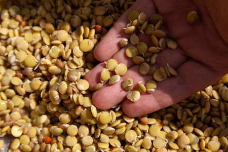 Hand of the breeder. Hands hold sprouted seeds of food lentils.