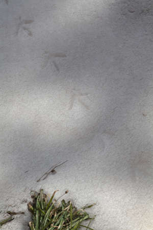 On the snow, a chain of clear paw marks of a large bird pheasant