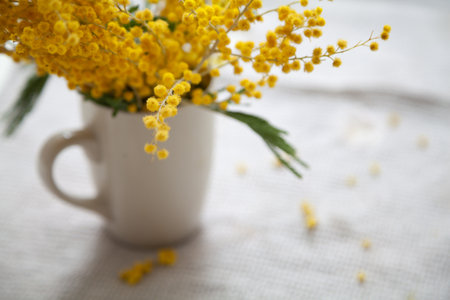 Spring mood. A branch of yellow mimosa stands in a white cup on a white background. Fallen mimosa balls lie on the fabricの写真素材
