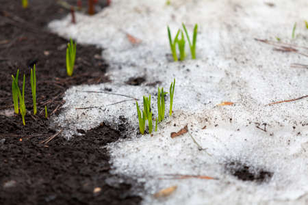 Spring is coming. Close-up of green stems of a plant growing in the middle of the snow. On the left,...