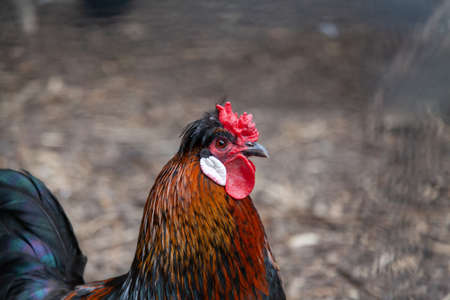 Head of a rooster with a red tufted on a blurred background close-up