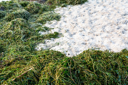 Ecological problem. Green algae thrown out of the water lie on the sandy bank of a wide river
