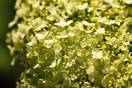 Inflorescence of small yellow flowers hydrangea with four wide petals. Macro photographyの写真素材