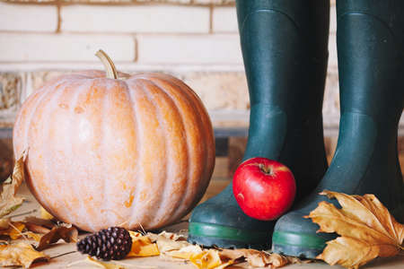 Autumn still life. A large orange pumpkin is on the shelf. Nearby is a beautiful red apple, pine cones. Right rubber bootsの写真素材