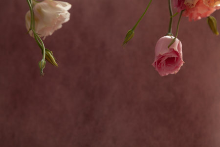 Horizontal postcard invitation blank with place for text. Pink and cream eustoma flowers on fade pink backgroundの写真素材