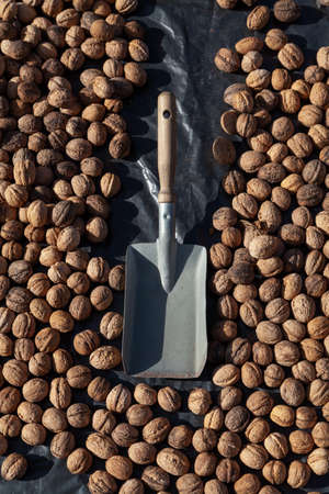 Harvest nuts. Ripe walnuts lie on a black background. On top is a metal spatula.
