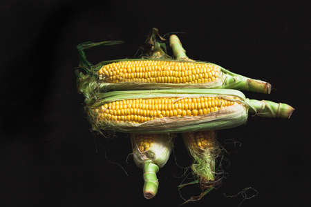 Appetizing cobs of ripe yellow corn with green leaves lie on a black background close-upの写真素材