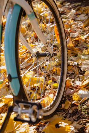 Bicycle Wheel stands on the fallen leaves of autumn trees. Side viewの写真素材