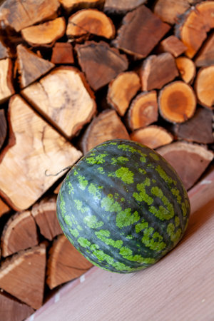 Autumn still life. A round green watermelon lies on the floor in front of a niche with stacked firewoodの写真素材