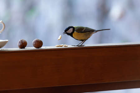 Cute titmouse sits on the railing of a wooden fence close-up. A peanut nut flies out of its beak