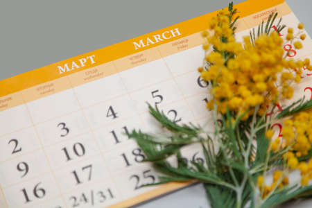 paper calendar for March with dates lies on a gray background. Above is a branch of yellow mimosa