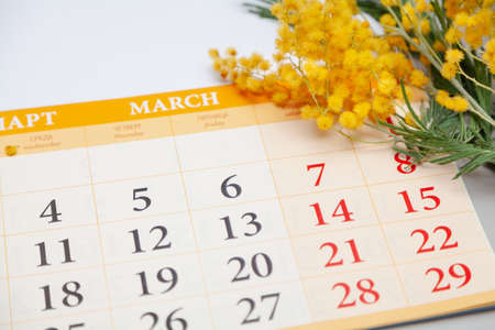 paper calendar for March with dates lies on a white background. Above is a branch of yellow mimosa