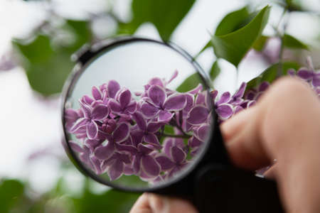 botanist examines a lilac. Hand holds a round magnifying glass over lilac flowers with white borderの写真素材