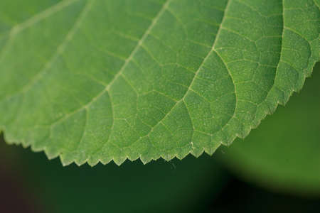The edge of a green leaf of a plant with denticles. Structure macro photographyの写真素材