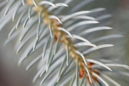 Green branch of blue spruce with small soft needles on a blurred background. Structure macro photographyの写真素材