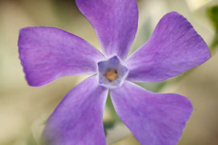 A single beautiful purple periwinkle flower with separate long petals and a pentahedral calyx on a blurred background. macro photographyの写真素材