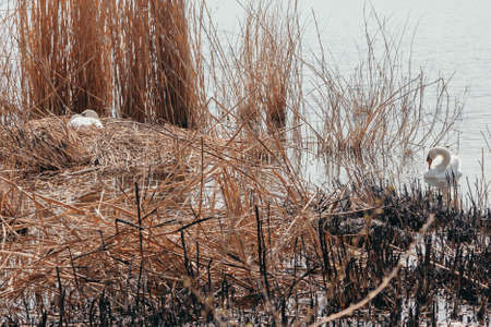 white swan floats on the water surface. On the left, a female white swan sits in dry reeds on a nestの写真素材