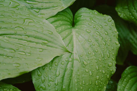 after the rain. Beautiful drops of water on the juicy green leaves of the host plant