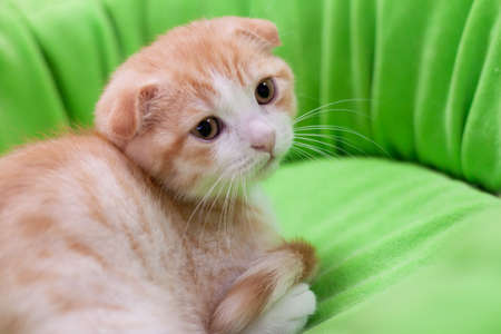 A red fold cat with a long white mustache sits on a soft green sofaの写真素材