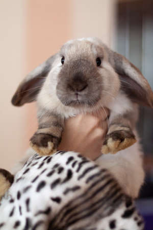 The symbol of 2023 is a well-fed rabbit sitting on the hands of a woman with a fur coatの写真素材