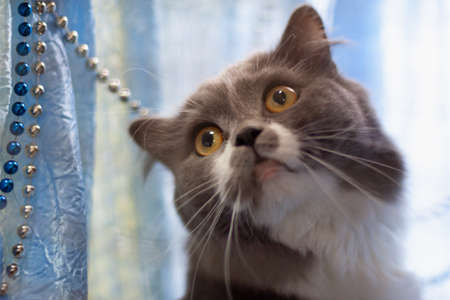 The head of the gray fluffy cat dissolved. In the background, the beads decorate the cages of the cat.の写真素材