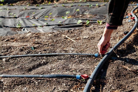 Manual control of the garden irrigation system. The hand closes the tap on the drip irrigation hose....