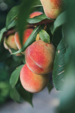 Early fruit harvest. Several ripe fruits hang on a peach tree branchの写真素材