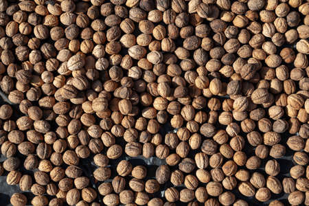 Autumn harvest. Ripe walnuts lie evenly on a black backgroundの写真素材