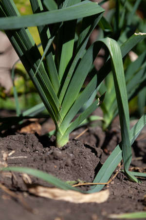 Garlic in the garden. The false stalk of garlic is formed by green lanceolate leaves. close-upの写真素材