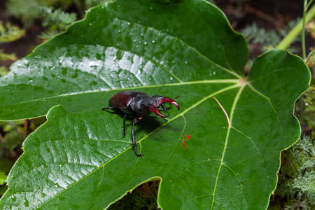 Beetle in natural conditions. A stag beetle with large antlers sits on a large green leaf on a summer day. green plants in the backgroundの写真素材