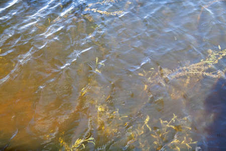 light wave on the surface of the water of a natural reservoir. Green algae grow in the water column. View from aboveの写真素材