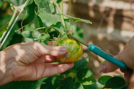 strange crop of round cucumbers. Agronomist cuts a ripe round cucumber with scissors from a branchの写真素材