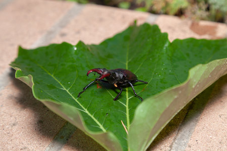 Stag beetle with large antlers sits on a large green leaf on a summer dayの写真素材