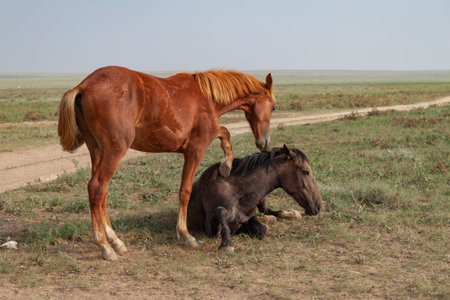 Tenderness in horses. The bay horse lies in the steppe. Nearby, a red horse tries to hug herの写真素材