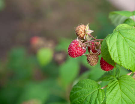 Several raspberries of various degrees of ripeness grow on a branch with green leaves close-up