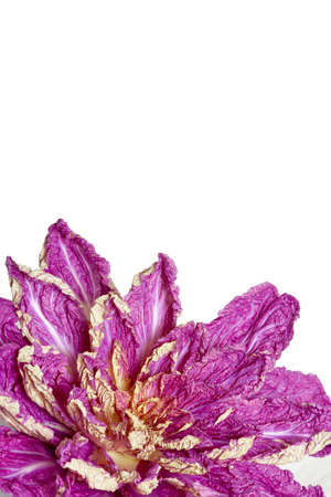 Purple Chinese cabbage with leaves unfolded in the form of a flower on a white backgroundの写真素材