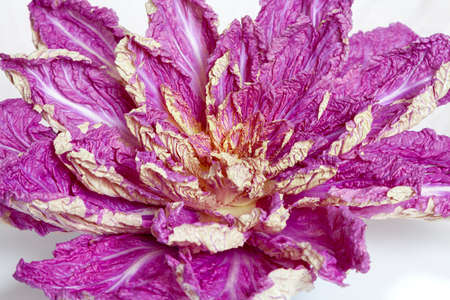 Purple Chinese cabbage with leaves unfolded in the form of a flower on a white backgroundの写真素材