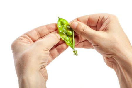 Hands open a pod of green peas on a white background. White coating inside the opened podの写真素材