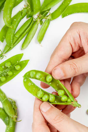 Two hands hold an open pod of green peas. On the left is a bunch of whole pods. right pods without peasの写真素材