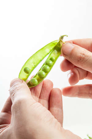 Two hands carefully open a pod of green peas on a white backgroundの写真素材