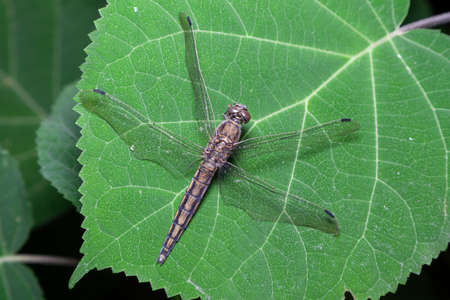 A large dragonfly sits on a green hydrangea leaf close-up. Macro shot of the texture of a leaf and insect wingsの写真素材