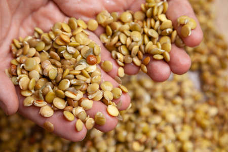 Hand of the breeder. Hands hold sprouted seeds of food lentils.の写真素材