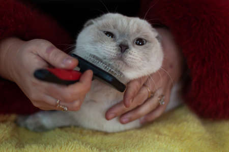 A thoroughbred lop-eared white cat with a gray muzzle and ears lies on a yellow bedspread. The owner hand combs out the cat hair with a special combの写真素材