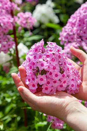 Inflorescence of pink phlox with many small flowers close-up. From below female handsの写真素材
