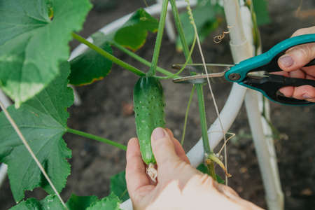Ripe green cucumber is cut from a branch with scissors